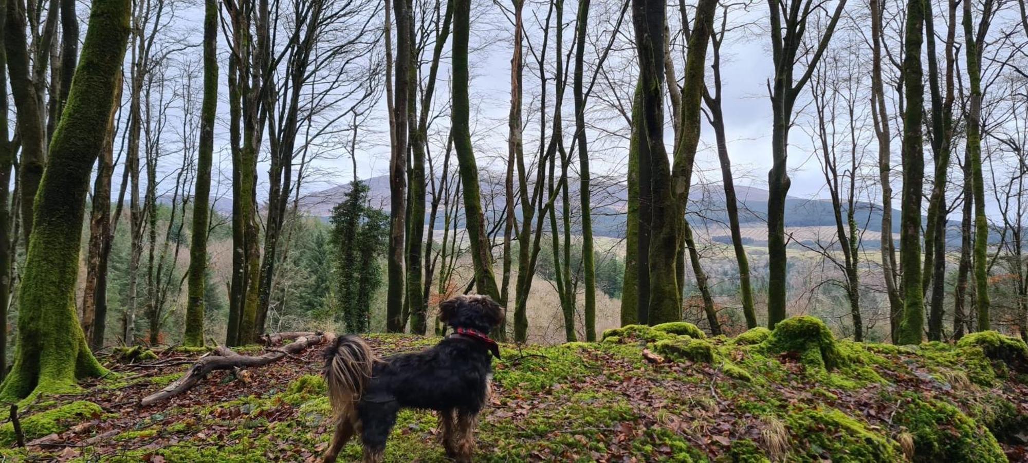 Nordlys Cottage Newton Stewart Εξωτερικό φωτογραφία